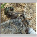 Orthetrum cancellatum - Grosser Blaupfeil m09.jpg